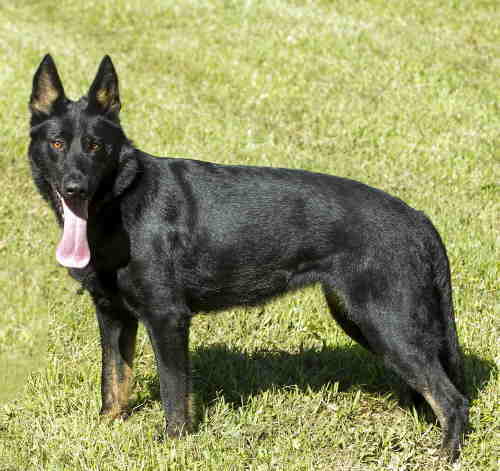 Autumn von Narnia, IPO1