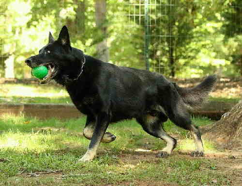 Balto van Cootplein, IPO3