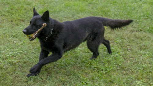 Coal von Narnia, IPO1