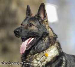 Grimm v.h. Groot Wezenland, IPO1