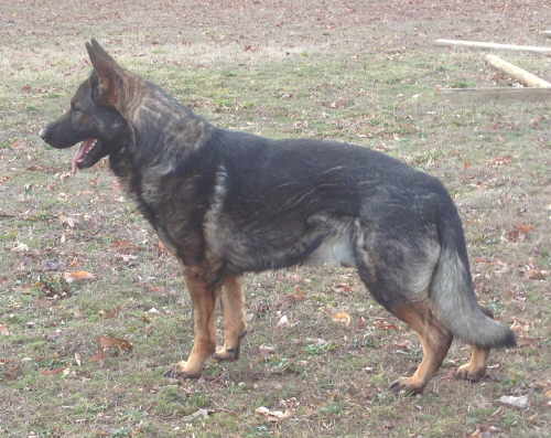 Grimm v.h. Groot Wezenland, IPO1